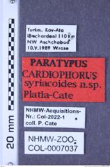 Etiketten zu Cardiophorus syriacoides (Platia & Cate, 2001) (NHMW-ZOO-COL-0007037)